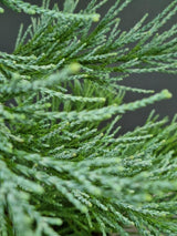 Bild von Blauer Mammutbaum 'Glaucum' im Onlineshop von Bohlken Pflanzenversand GbR