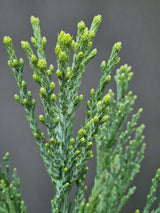 Bild von Blauer Mammutbaum 'Glaucum' im Onlineshop von Bohlken Pflanzenversand GbR