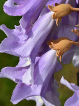 Bild von Blauglockenbaum 'Fast Blue' ® im Onlineshop von Bohlken Pflanzenversand GbR