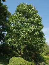 Bild von Blauglockenbaum 'Fast Blue' ® im Onlineshop von Bohlken Pflanzenversand GbR