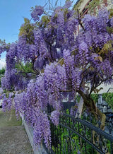 Bild von Blauregen 'Prolific' im Onlineshop von Bohlken Pflanzenversand GbR