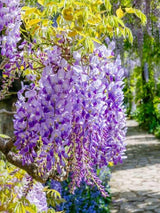 Bild von Blauregen 'Prolific' im Onlineshop von Bohlken Pflanzenversand GbR