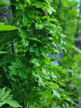 Bild von Blauregen 'Prolific' im Onlineshop von Bohlken Pflanzenversand GbR