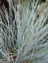 Bild von Blauschwingel 'Blue as Ice' im Onlineshop von Bohlken Pflanzenversand GbR