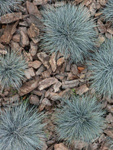 Bild von Blauschwingel 'Blue as Ice' im Onlineshop von Bohlken Pflanzenversand GbR