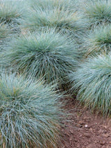 Bild von Blauschwingel 'Blue as Ice' im Onlineshop von Bohlken Pflanzenversand GbR