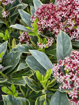 Bild von Blütenskimmie 'Perosa' ® im Onlineshop von Bohlken Pflanzenversand GbR