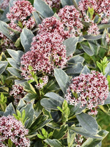 Bild von Blütenskimmie 'Perosa' ® im Onlineshop von Bohlken Pflanzenversand GbR