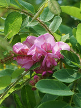 Bild von Borstenakazie 'Macrophylla' im Onlineshop von Bohlken Pflanzenversand GbR