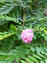 Bild von Borstenakazie 'Macrophylla' im Onlineshop von Bohlken Pflanzenversand GbR