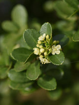 Bild von Buchsblättriger Löffel-Ilex 'Dark Green' im Onlineshop von Bohlken Pflanzenversand GbR