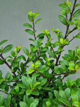 Bild von Buchsblättriger Löffel-Ilex 'Dark Green' im Onlineshop von Bohlken Pflanzenversand GbR