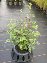 Bild von Buschmalve 'Candy Floss' im Onlineshop von Bohlken Pflanzenversand GbR