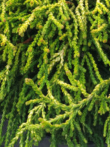 Bild für den Artikel Gelbe Hinoki-Scheinzypresse 'Gitte' im Online-Shop der Bohlken Baumschulen