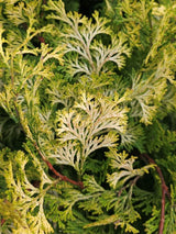 Bild für den Artikel Muschelzypresse 'Rashahiba' im Online-Shop der Bohlken Baumschulen