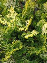 Bild für den Artikel Muschelzypresse 'Rashahiba' im Online-Shop der Bohlken Baumschulen