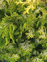 Bild für den Artikel Muschelzypresse 'Rashahiba' im Online-Shop der Bohlken Baumschulen