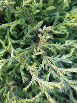 Artikelbild Blaue Zwergzypresse 'Baby Blue' im Online-Shop der Bohlken BaumschulenChamaecyparis pisifera 'Baby Blue', Blaue Zwergzypresse 'Baby Blue' im Onlineshop der Bohlken Baumschulen