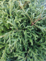 Artikelbild Blaue Zwergzypresse 'Baby Blue' im Online-Shop der Bohlken BaumschulenChamaecyparis pisifera 'Baby Blue', Blaue Zwergzypresse 'Baby Blue' im Onlineshop der Bohlken Baumschulen