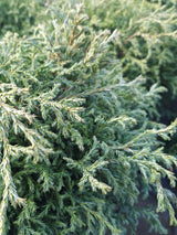 Artikelbild Blaue Zwergzypresse 'Baby Blue' im Online-Shop der Bohlken BaumschulenChamaecyparis pisifera 'Baby Blue', Blaue Zwergzypresse 'Baby Blue' im Onlineshop der Bohlken Baumschulen