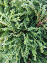 Artikelbild Blaue Zwergzypresse 'Baby Blue' im Online-Shop der Bohlken Baumschulen