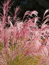 Bild von Chinaschilf 'Flamingo' im Onlineshop von Bohlken Pflanzenversand GbR