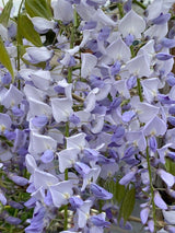 Bild von Chinesischer Blauregen 'Prematura' im Onlineshop von Bohlken Pflanzenversand GbR