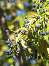 Bild von Chinesischer Schneebaum, Schneeflockenstrauch im Onlineshop von Bohlken Pflanzenversand GbR