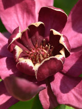 Bild von Chinesischer Wachsstrauch, Gewürzstrauch 'Hartlage Wine' im Onlineshop von Bohlken Pflanzenversand GbR