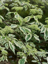 Artikelbild für Weißbunter Pagoden-Hartriegel 'Variegata' im Online-Shop der Bohlken Baumschulen