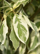 Artikelbild für Weißbunter Pagoden-Hartriegel 'Variegata' im Online-Shop der Bohlken Baumschulen