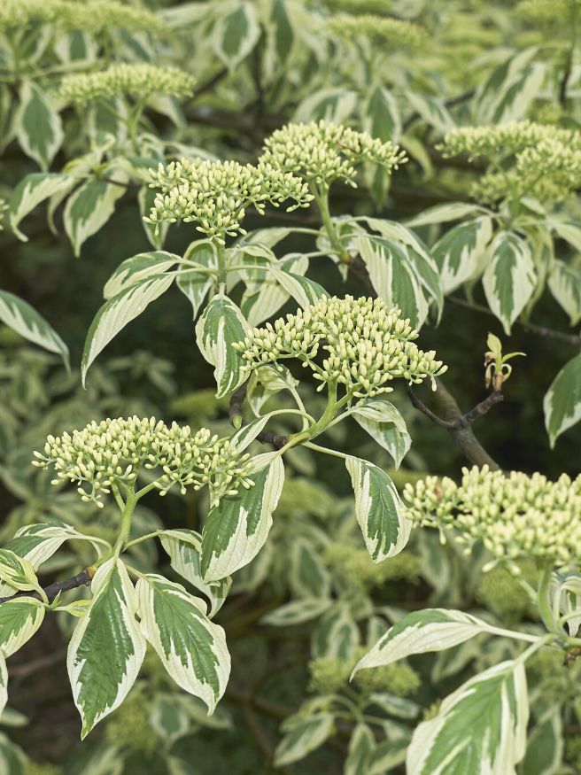 Jetzt Weißbunter Pagoden-Hartriegel 'Variegata' online kaufen bei Bohlken  Pflanzenversand – Bohlken Pflanzenversand GbR