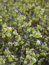 Artikelbild Niedrige Scheinhasel im Online-Shop der Bohlken Baumschulen