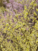 Artikelbild Niedrige Scheinhasel im Online-Shop der Bohlken Baumschulen