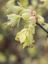Artikelbild Niedrige Scheinhasel im Online-Shop der Bohlken Baumschulen