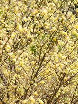 Artikelbild Niedrige Scheinhasel im Online-Shop der Bohlken Baumschulen