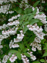 Artikelbild Gefüllter Sternchenstrauch 'Plena' im Online-Shop der Bohlken Baumschulen