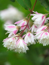 Artikelbild Gefüllter Sternchenstrauch 'Plena' im Online-Shop der Bohlken Baumschulen