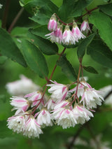 Artikelbild Gefüllter Sternchenstrauch 'Plena' im Online-Shop der Bohlken Baumschulen