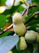 Bild von Dreilappige Papau, Indianerbanane 'Prima 1216' im Onlineshop von Bohlken Pflanzenversand GbR