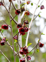 Bild von Dreilappige Papau, Indianerbanane 'Prima 1216' im Onlineshop von Bohlken Pflanzenversand GbR