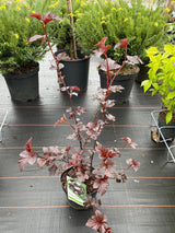 Bild von Dunkelrote Fasanenspiere 'Midnight' im Onlineshop von Bohlken Pflanzenversand GbR