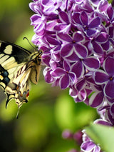 Bild von Edelflieder 'Sensation' im Onlineshop von Bohlken Pflanzenversand GbR