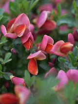 Bild von Edelginster 'Dewy' im Onlineshop von Bohlken Pflanzenversand GbR