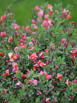 Bild von Edelginster 'Dewy' im Onlineshop von Bohlken Pflanzenversand GbR