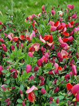 Bild von Edelginster 'Dewy' im Onlineshop von Bohlken Pflanzenversand GbR