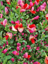 Bild von Edelginster 'Dewy' im Onlineshop von Bohlken Pflanzenversand GbR