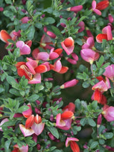 Bild von Edelginster 'Dewy' im Onlineshop von Bohlken Pflanzenversand GbR