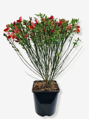 Bild von Edelginster 'Dewy' im Onlineshop von Bohlken Pflanzenversand GbR