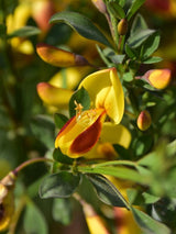 Bild von Edelginster 'Firefly' im Onlineshop von Bohlken Pflanzenversand GbR